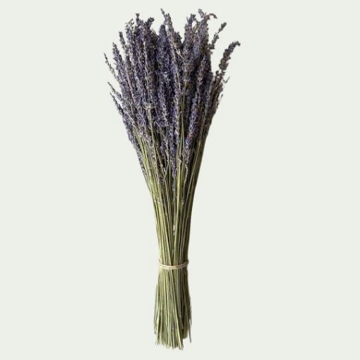 Picture of Lavender