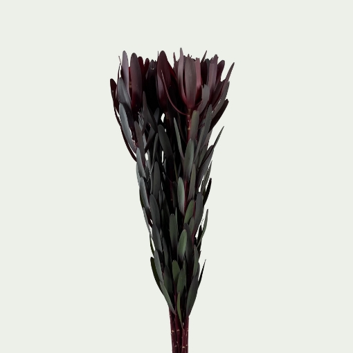 Picture of Leucadendron 