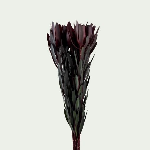 Picture of Leucadendron Simple 