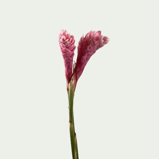 Picture of Purpurata Pink Simple