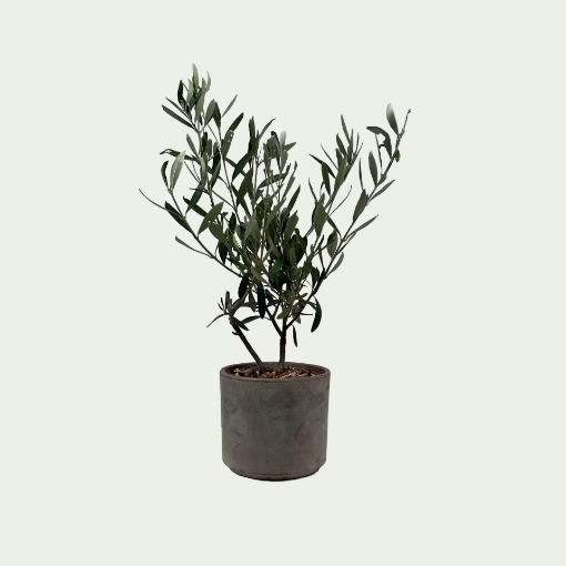 Picture of Olea Europaea Simple