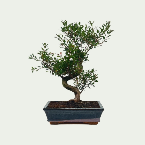 Picture of Bonsai Simple