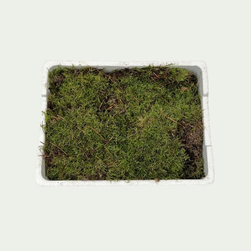 Picture of Flat Moss