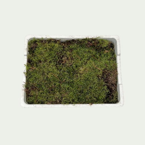 Picture of Flat Moss Simple