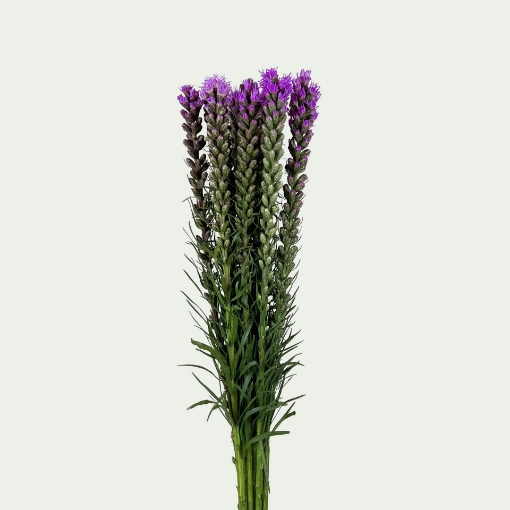 Picture of Spicata