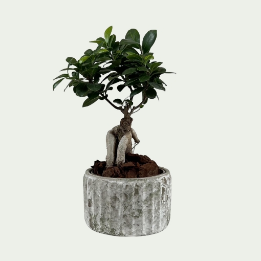 Picture of Ficus 1