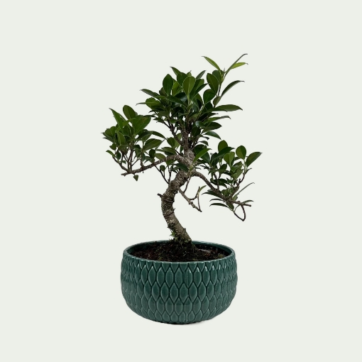 Picture of Bonsai 1 Simple