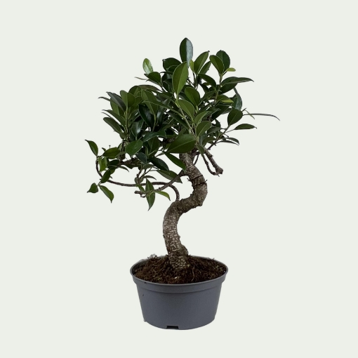 Picture of Bonsai 2 Simple