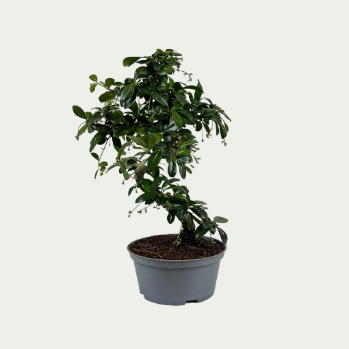 Picture of Bonsai 3 Simple