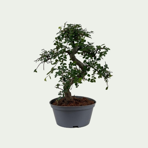 Picture of Bonsai 4 Simple