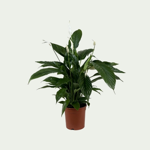Picture of Spathiphyllum Simple