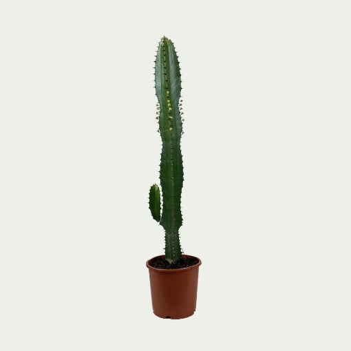 Picture of Euphorbia Simple