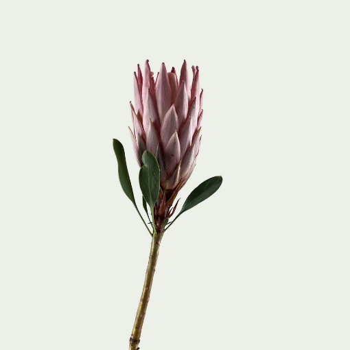 Picture of Cynaroides A Simple
