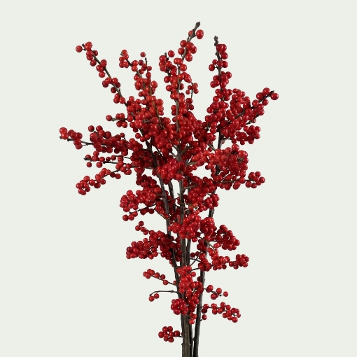 Picture of Ilex Verticillata