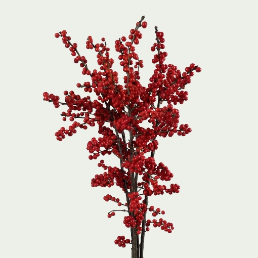 Picture of Verticillata