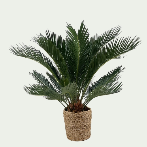 Picture of Cycas Simple