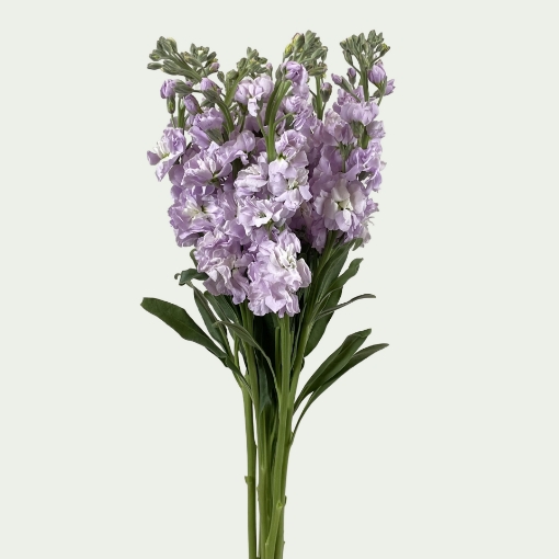 Picture of MTH Lavender Simple
