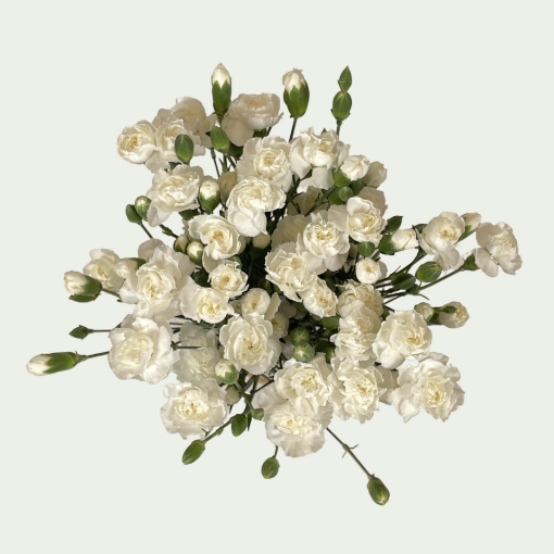 Picture of White Bunny Simple