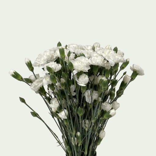 Picture of White Bunny