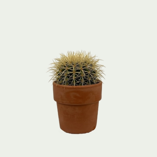 Picture of Cactus 1
