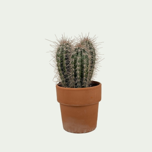 Picture of Cactus 3