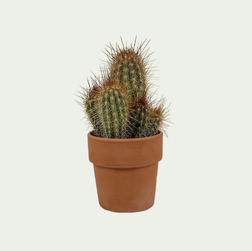 Picture of Cactus 4