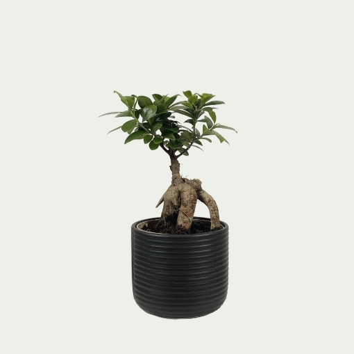 Picture of Ficus 2