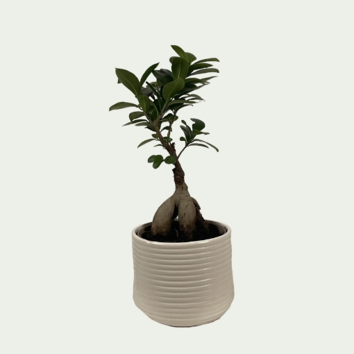 Picture of Ficus 3