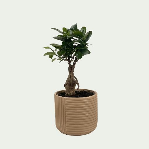 Picture of Ficus 4