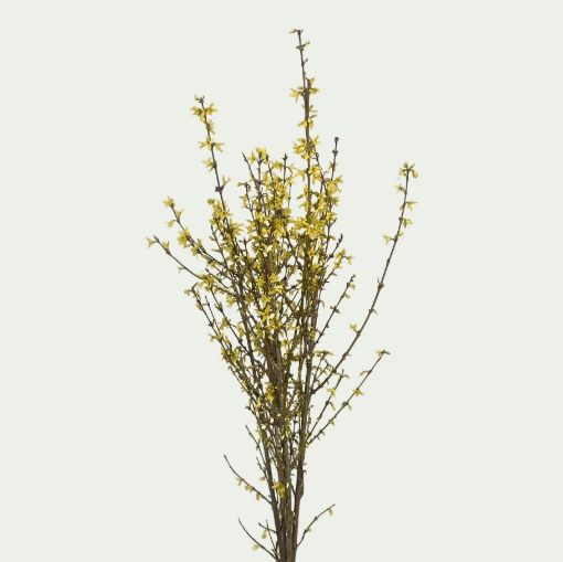 Picture of Forsythia