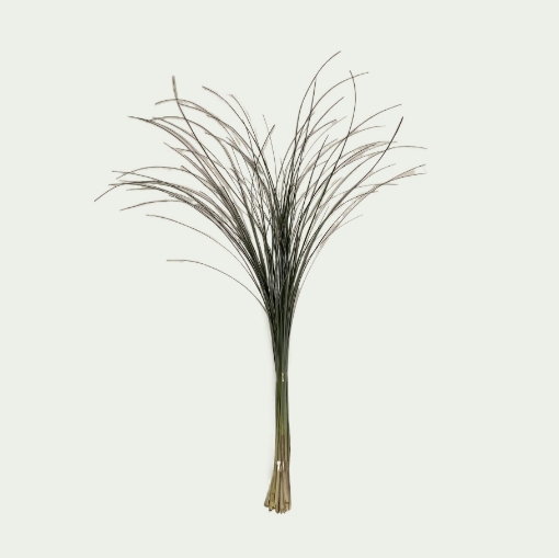 Picture of Beargrass