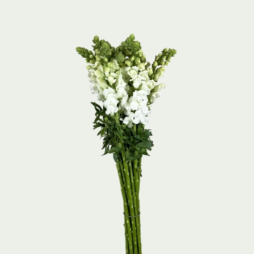 Picture of Potomac White