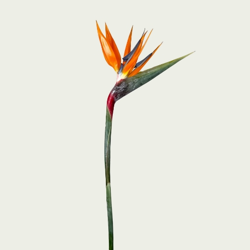 Picture of Bird of Paradise