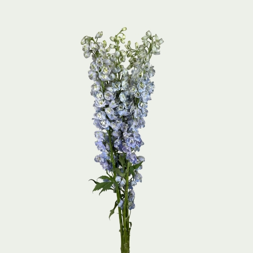 Picture of Guardian Lavender