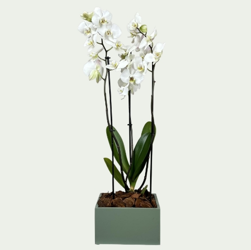 Picture of White orchids