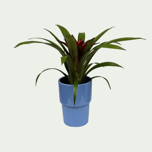 Picture of Bromeliad 1 