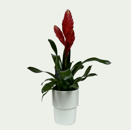 Picture of Bromeliad 2