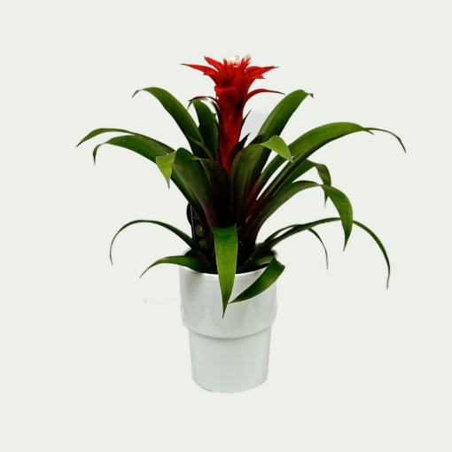 Picture of Bromeliad 3 