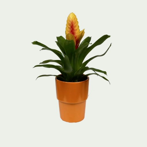 Picture of Bromeliad 4