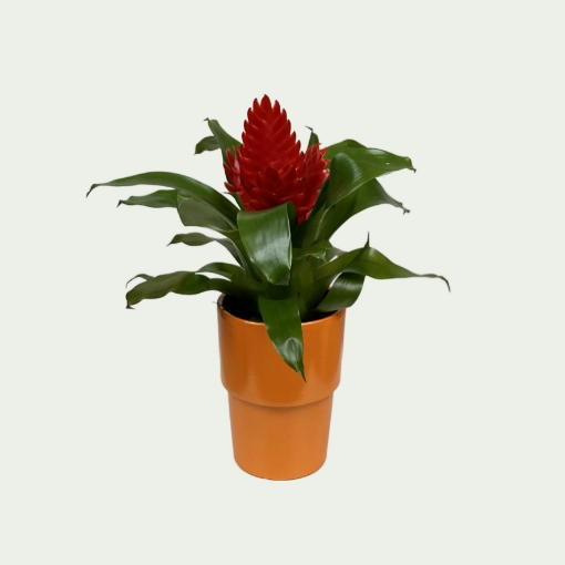 Picture of Bromeliad 5