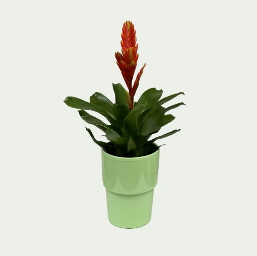 Picture of Bromeliad 7