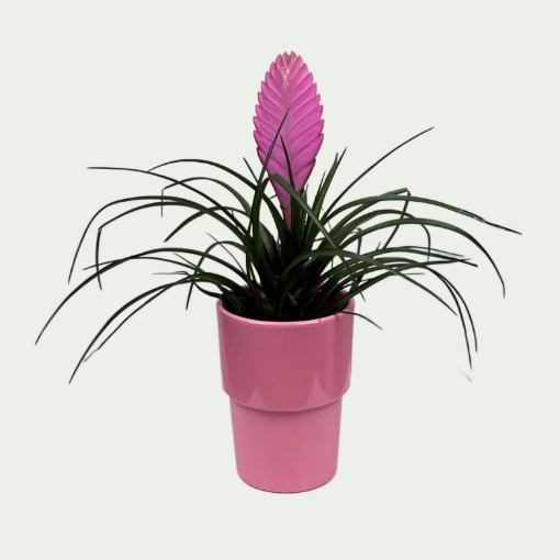 Picture of Bromeliad 8