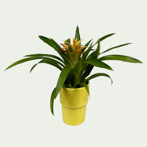 Picture of Bromeliad 9 