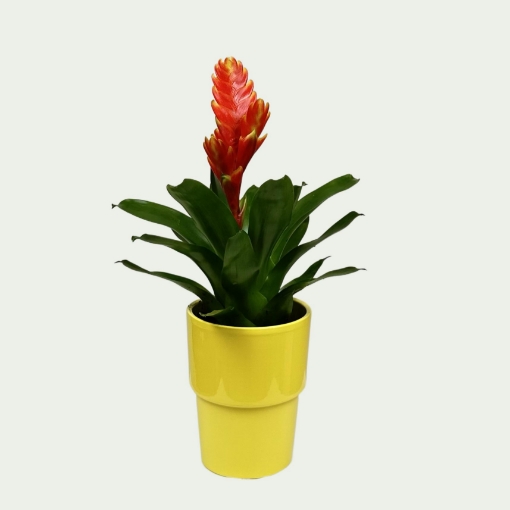 Picture of Bromeliad 10