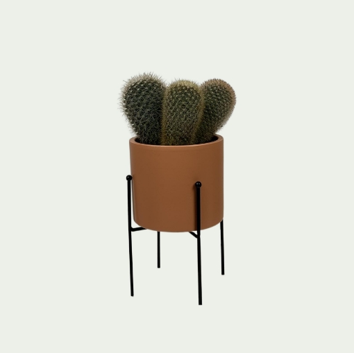 Picture of Cactus 5