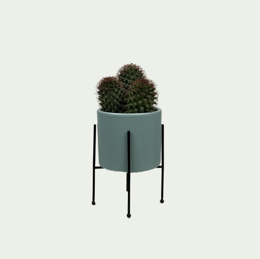 Picture of Cactus 6
