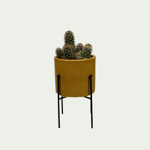 Picture of Cactus 11