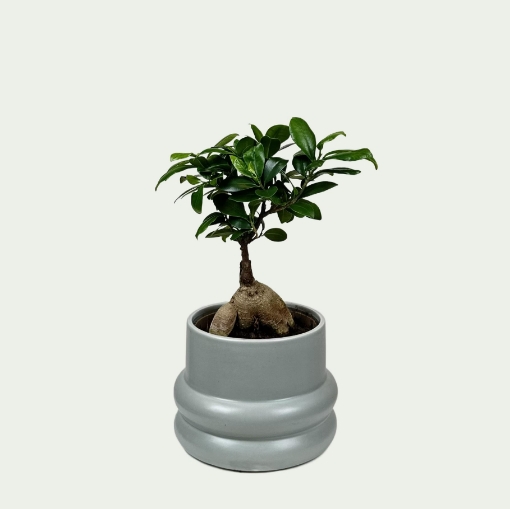 Picture of Ficus 6