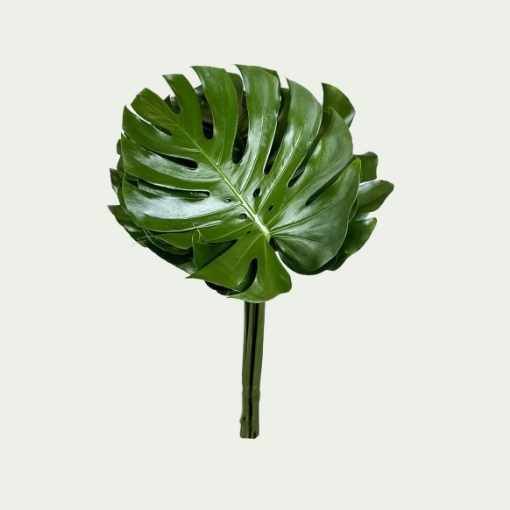Picture of Monstera Leaf Simple