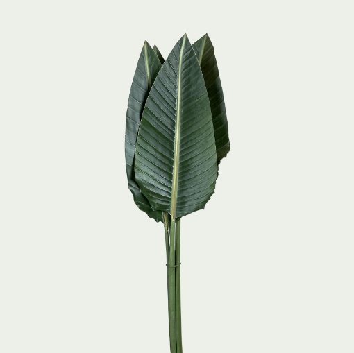 Picture of Strelitzia Leaf Simple